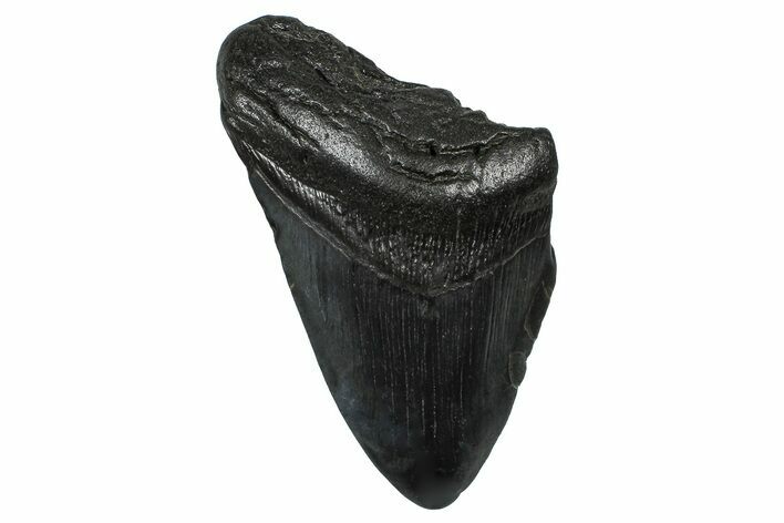 Partial Fossil Megalodon Tooth - South Carolina #368513